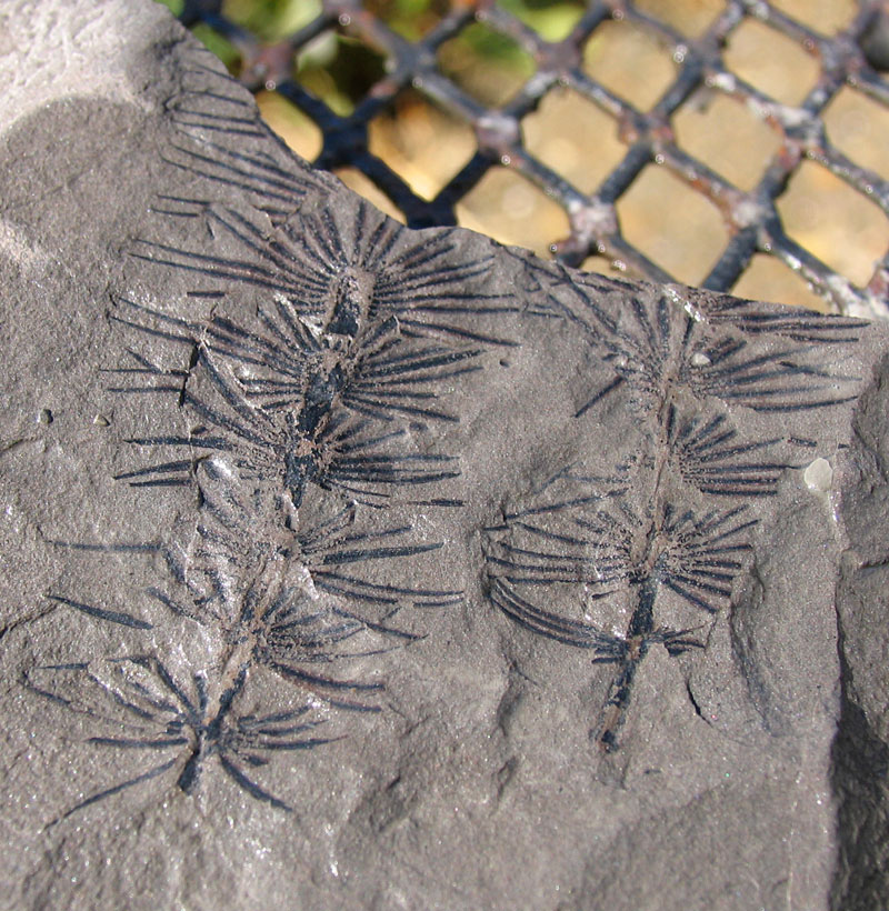 Louisville Fossils and Beyond Annularia Plant Fossils of Kentucky
