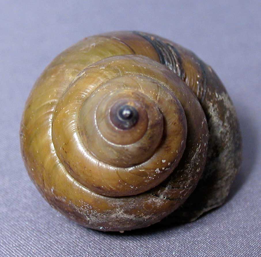 Louisville Fossils and Beyond Cipangopaludina japonica River Snail