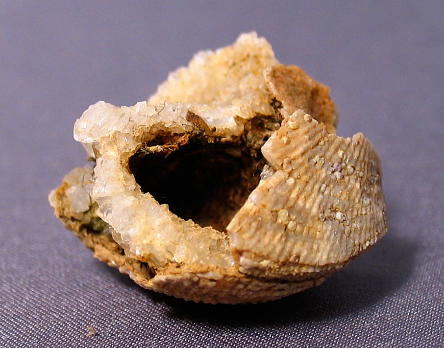 Louisville Fossils and Beyond Quartz Lophophore