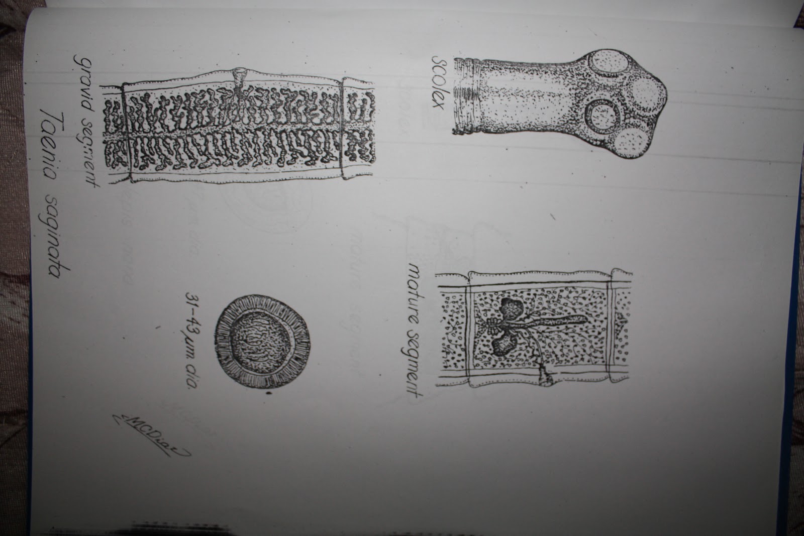 MD Files: Medically Important Parasites [Sketch by Dr. Macario Diaz]