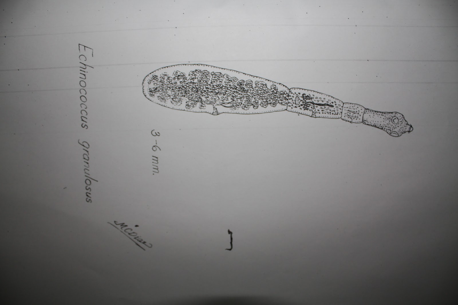 MD Files: Medically Important Parasites [Sketch by Dr. Macario Diaz]