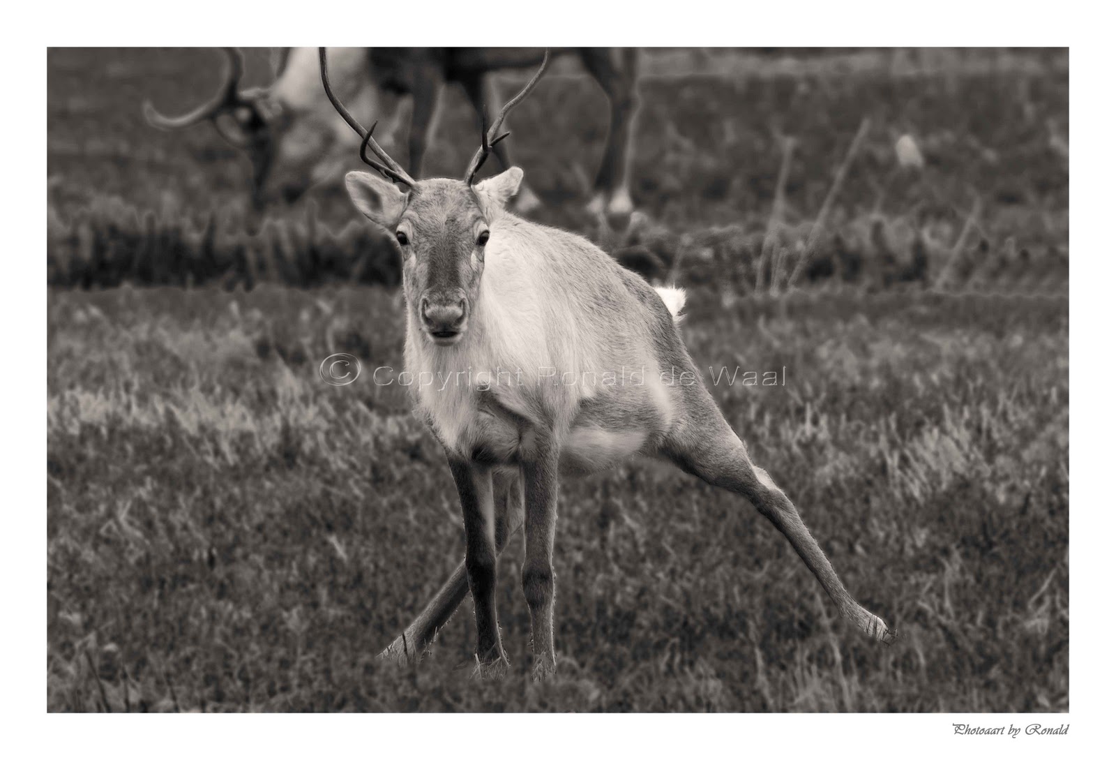 Photo A(a)rt Photography How does a reindeer pee?