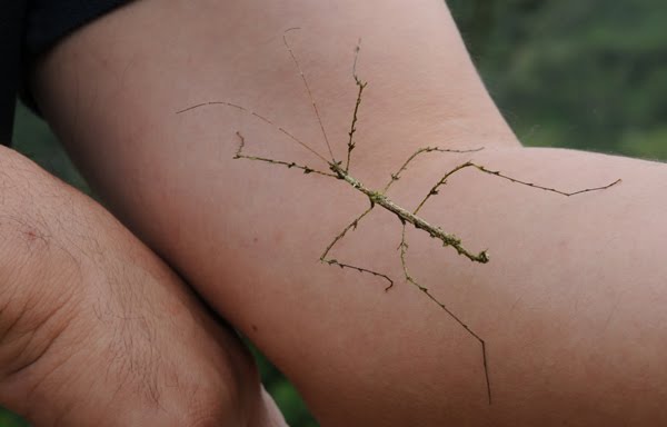 [walking+stick]