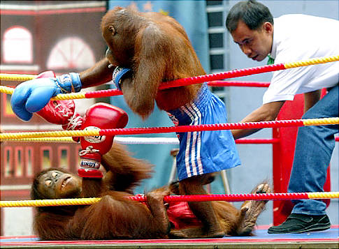 alg_boxing_orangutans.jpg