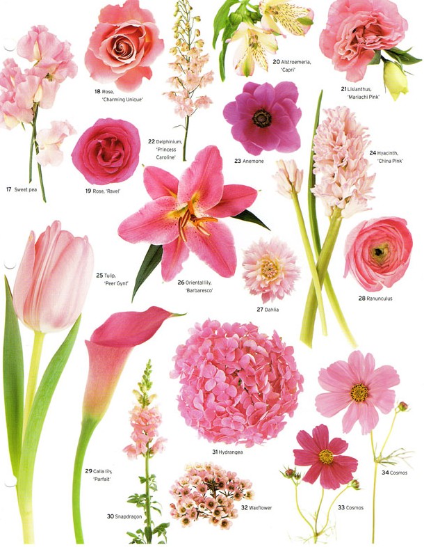matrimonial-meg-flower-power