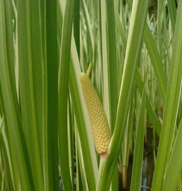 Bajo el Signo de Libra: Cálamo