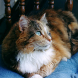 Calli
