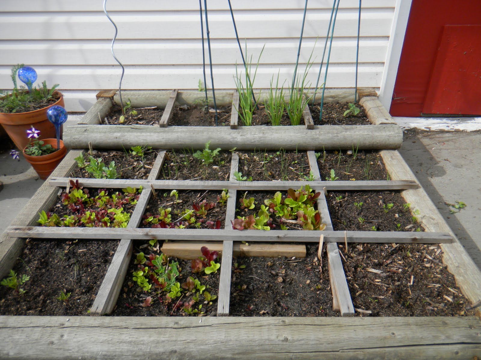 An Avenue Homesteader An Update Square Foot Gardening in Edmonton's