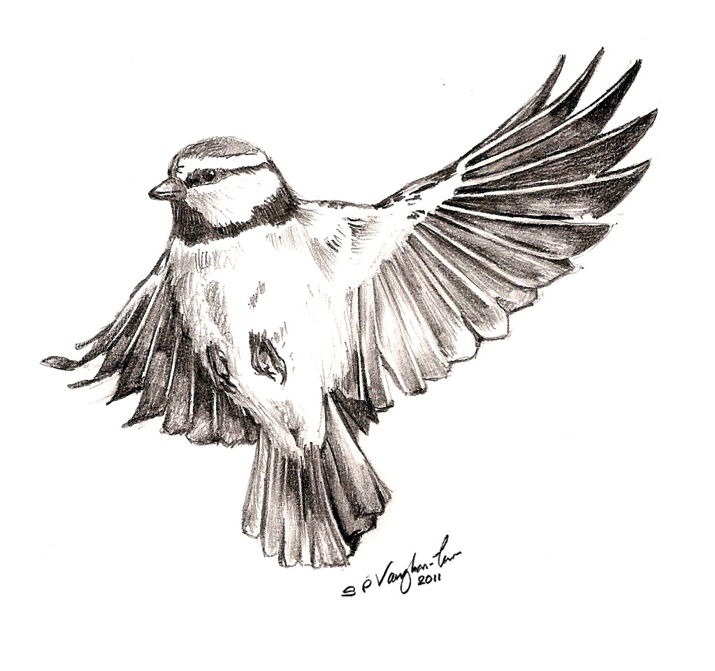 Птицы картинки для оформления. Как нарисовать летящего воробья. Как нарисовать летящего воробья. Как нарисовать летящего воробья. Как нарисовать летящего воробья.