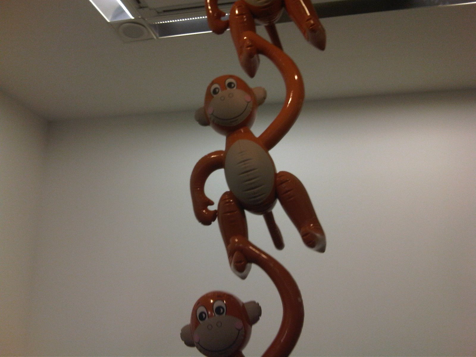 [monkey]
