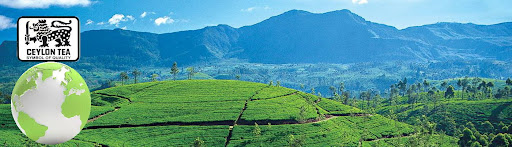 Pure Ceylon Tea - Finest Tea On Earth