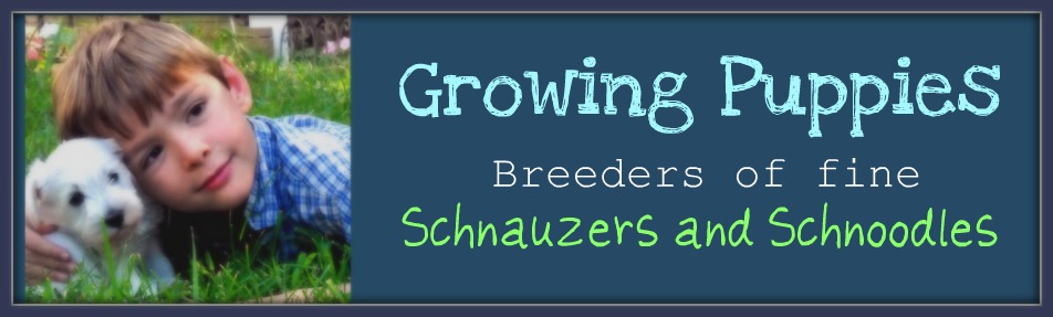 Growing Puppies - Virginia Schnoodle Breeder --Hypoallergenic Dogs