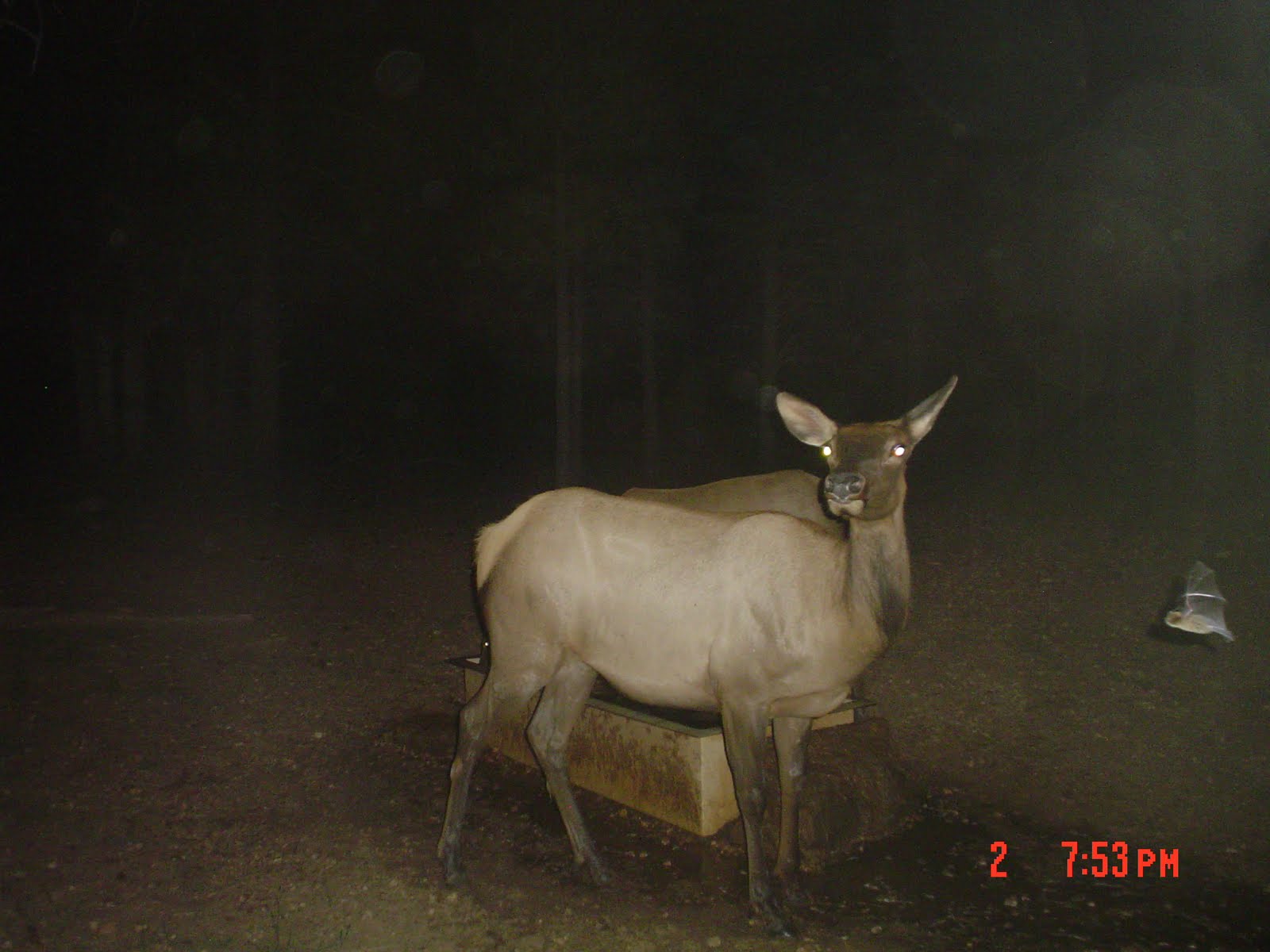 Jay Scott Outdoors Elk Trail Cam Pics