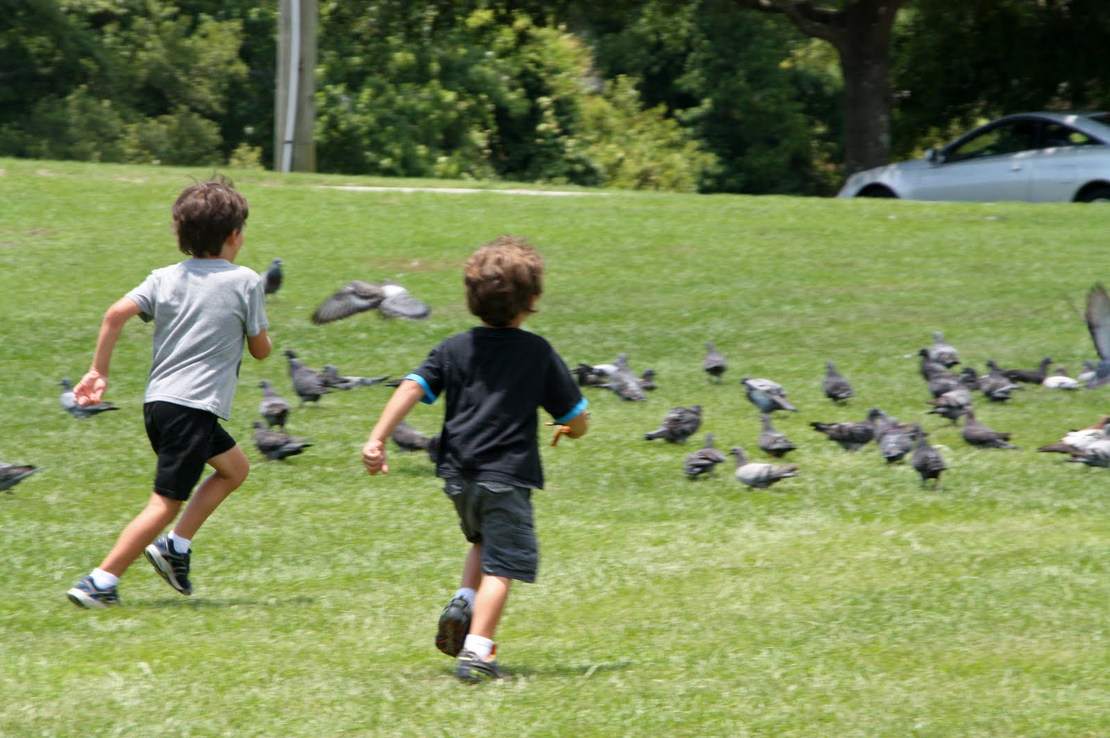 Beloved Bride Nephew's Bird Chasing