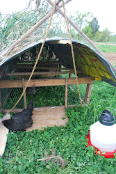 coop chicken low portable cost chickens another frankfort pleasant kentucky camp fox