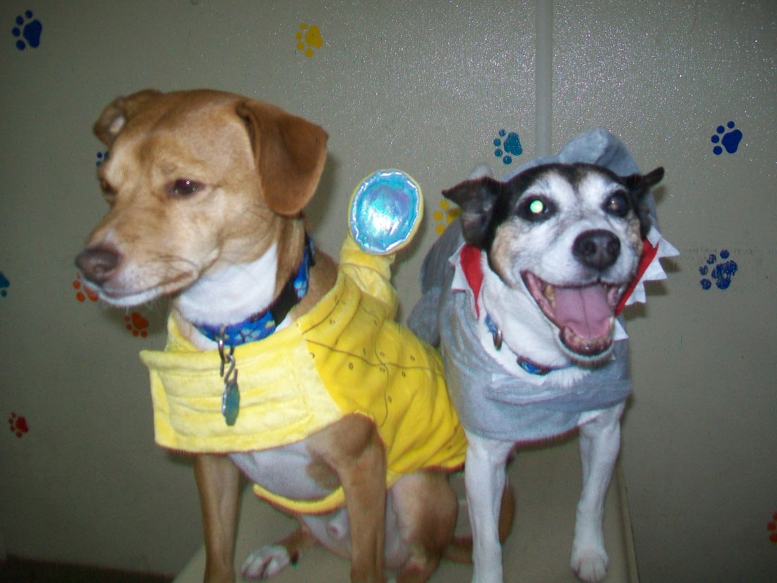 Best Friends' Rocky Hill Blog