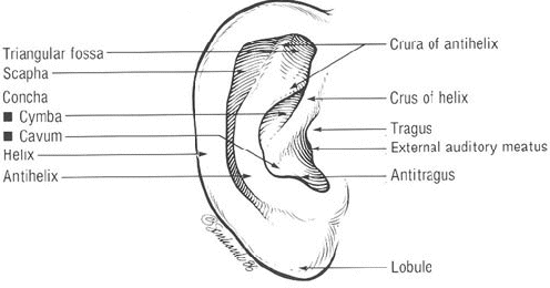 Medi Photos: Surface Anatomy of the External Ear