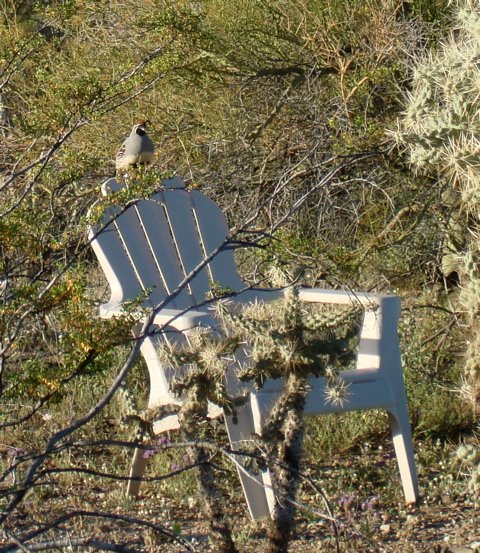 [quail+on+a+chair.jpg]