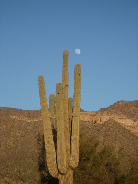 [moon+over+saguaro.jpg]