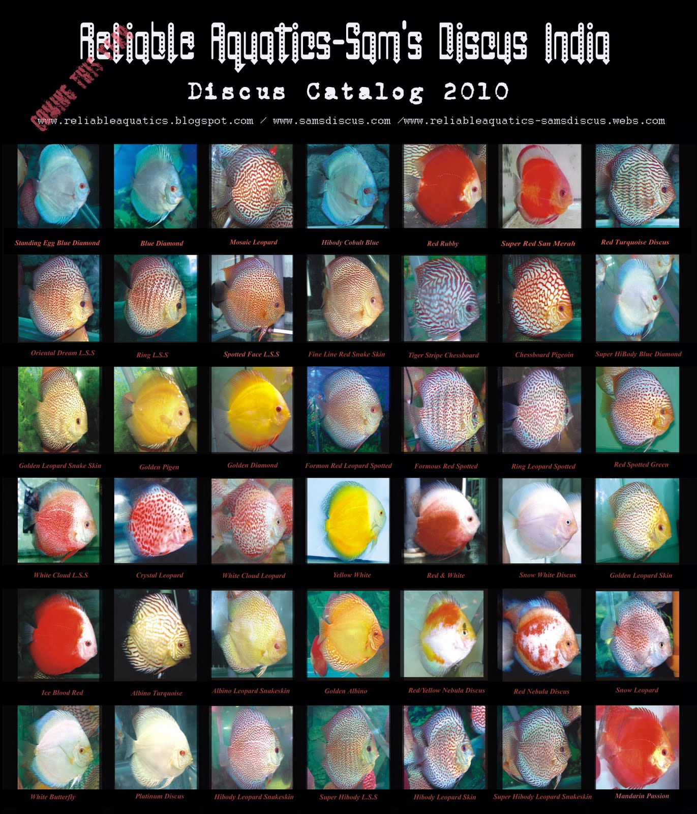 ALL DISCUS STRAINS Coming in 2010