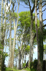 Trees