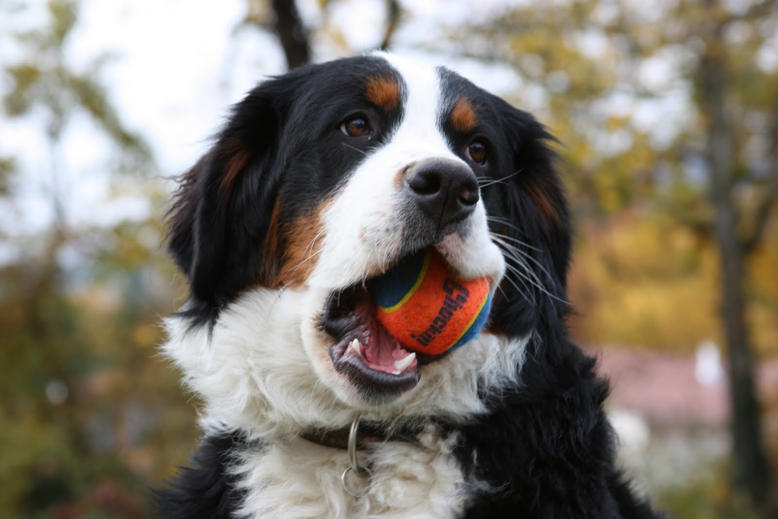 Bernese Mountain Dog Breed and Photos | DOGS FEED NEWS