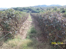 Black Berry (Zarzamora)