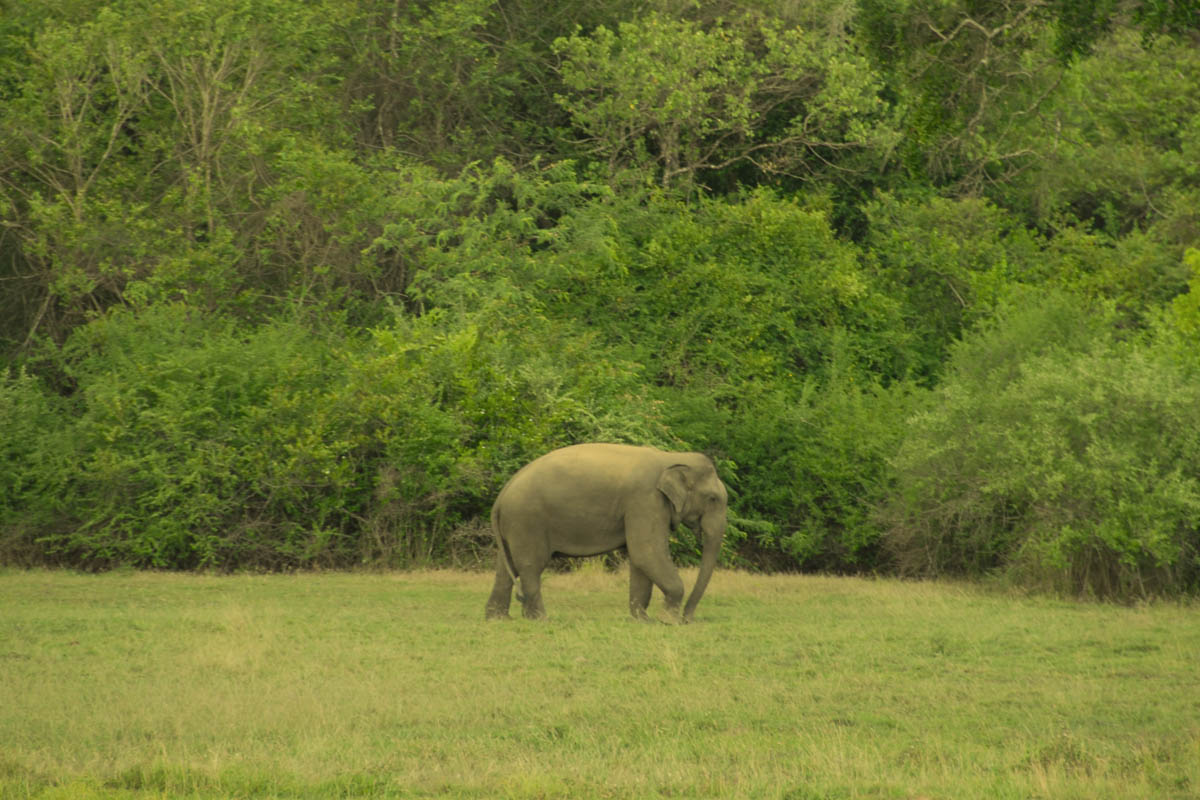[heffalump.JPG]