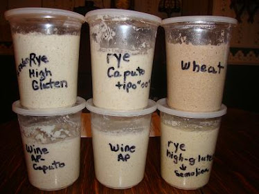 "wild yeast starters", Toby helped me with