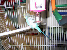 The Parakeet