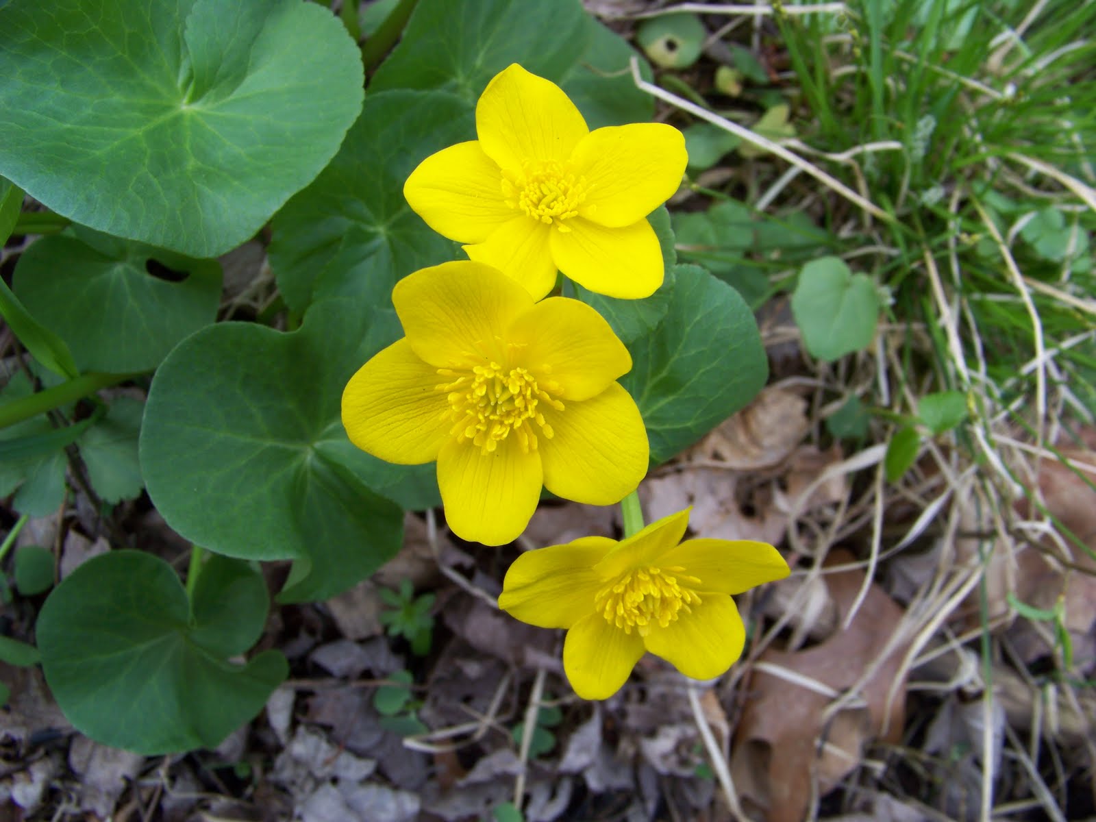 Midwest Native Plants, Gardens, and Wildlife A Smathering