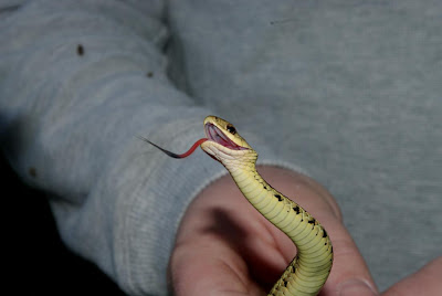 Baby Garter Snake Pictures All About Snake World Snake Tattoo