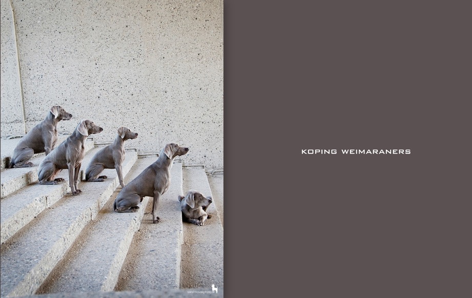 Koping Weimaraners