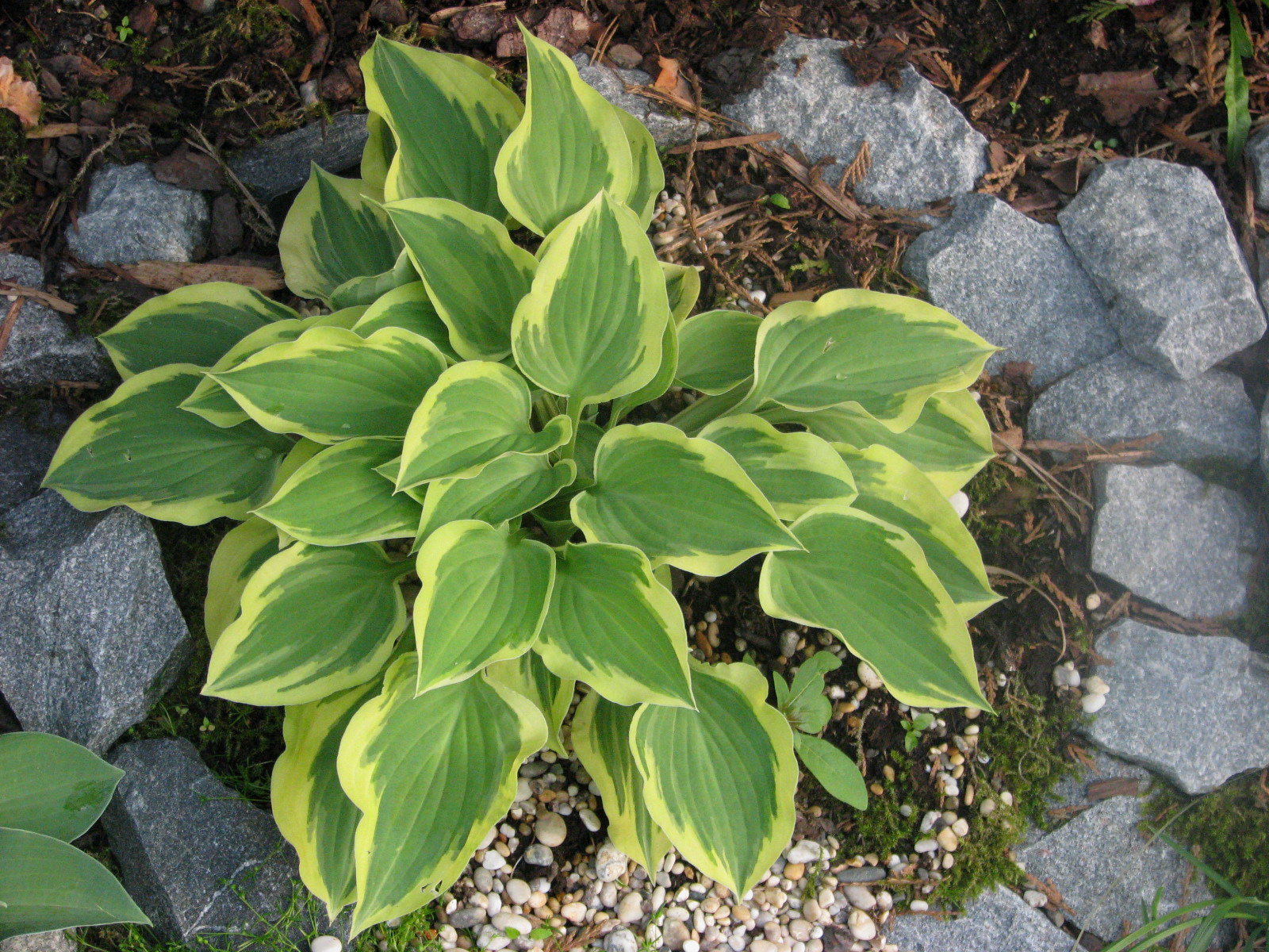 тисо-самшитовая роща и каньон чертовы ворота. горы хосты. хоста amalia. хоста японская. горы хосты.