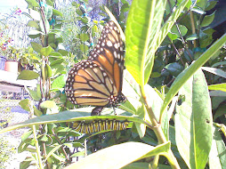 Travis captured two parts of the Monarch life cycle!