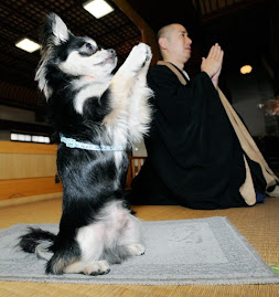 News alert: Buddhist dog prays