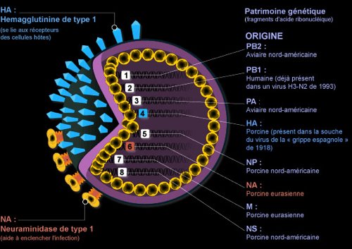 Le virus A (H1N1) décodé