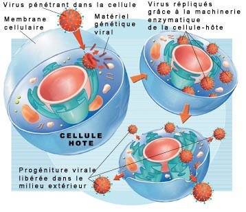 Propagation du virus grippal