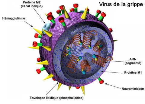 Structure du virus de la grippe