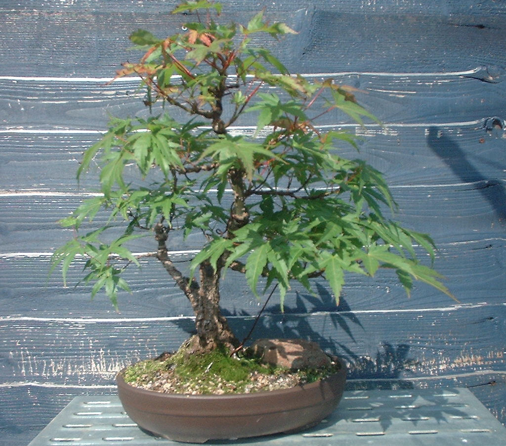 Bonsai Progression Arakawa Maple