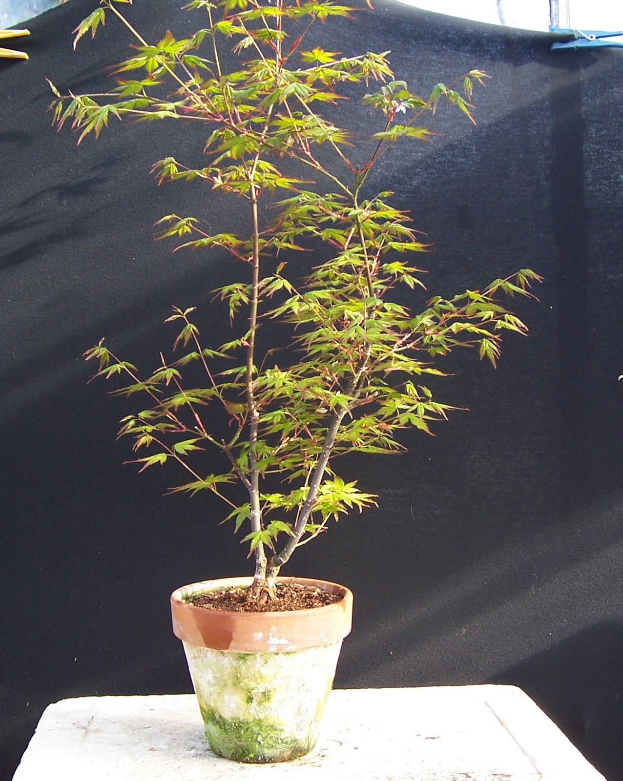 MiKo Bonsai Propagation update Maples