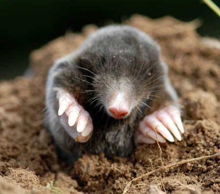 [mole.bmp]