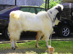 Kambing Jenis PE