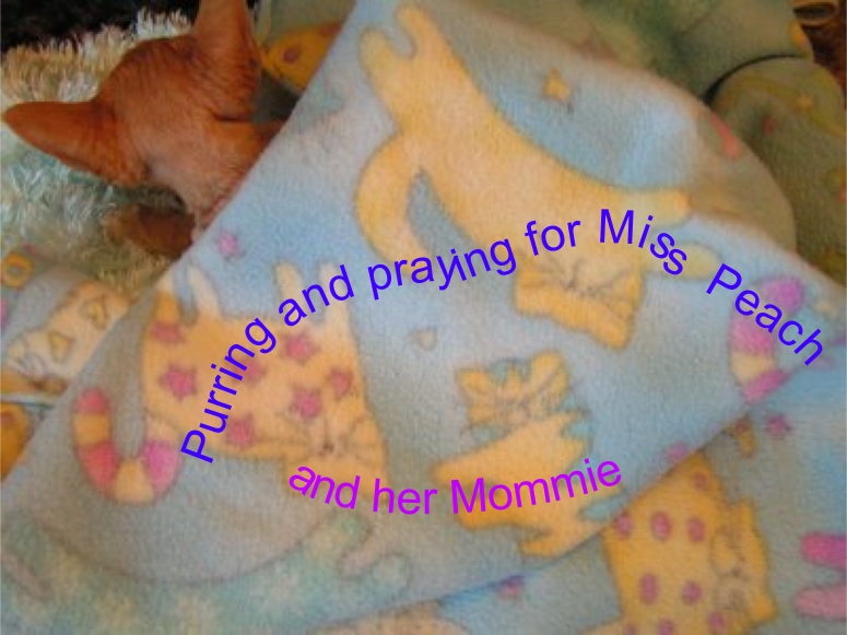 [Purring+and+Praying+for+Miss+Peach.jpg]