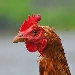 chicken chickens beauty hen edinburgh pipe salon parties night cross letting road position curious viva deregulation wax bikini mom ewwww