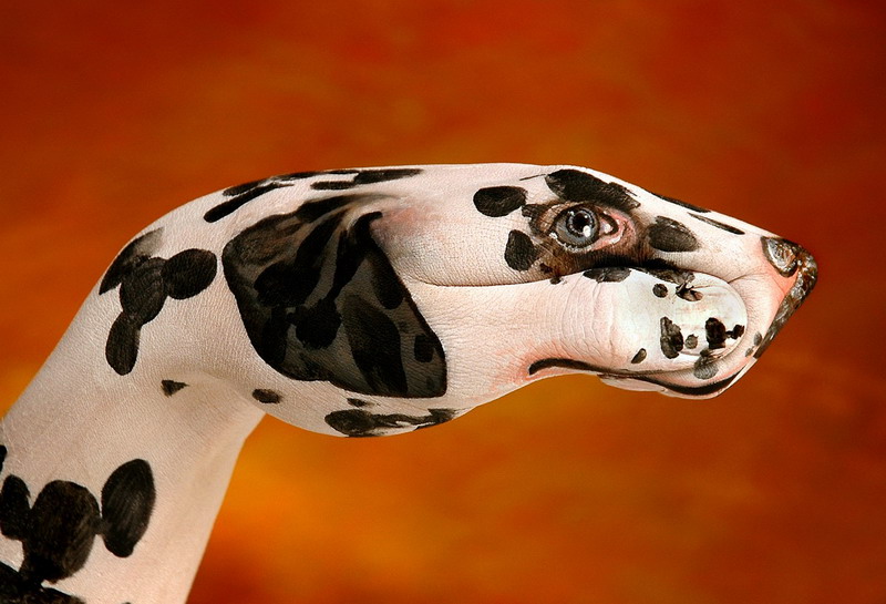 [dalmata.jpg]