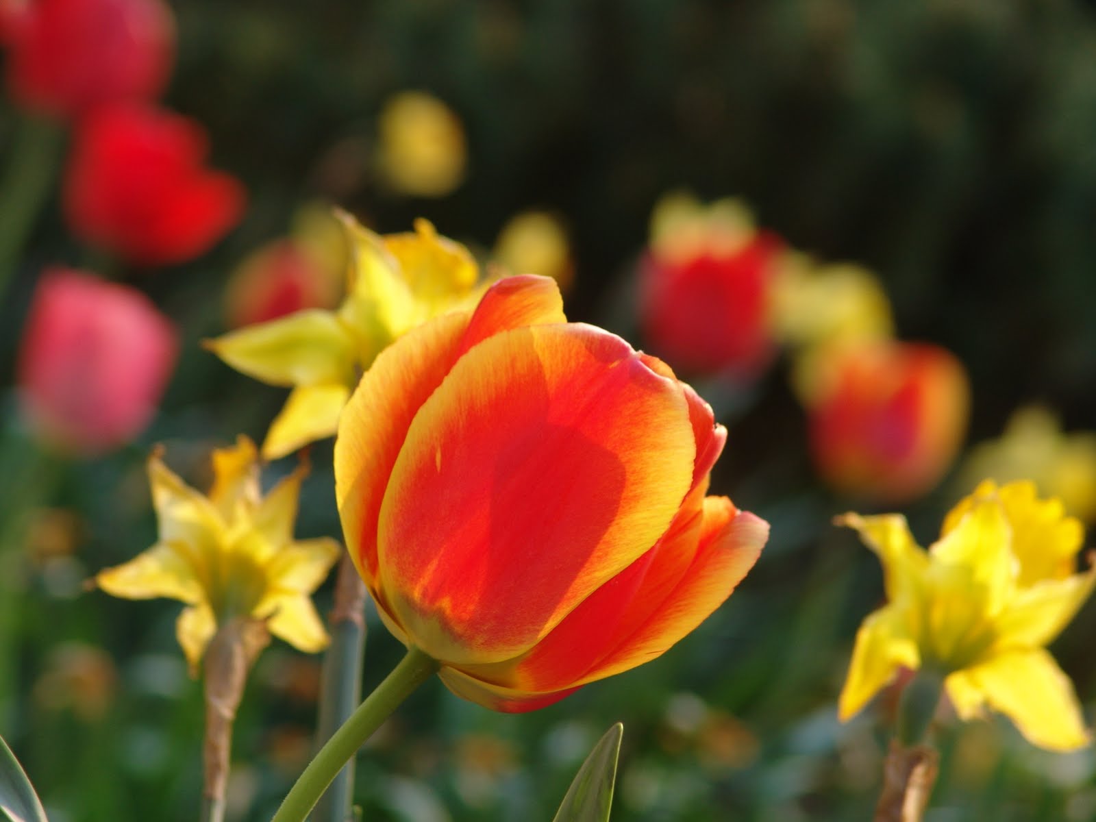 Mama(e) in Translation Flowers for Earth Day