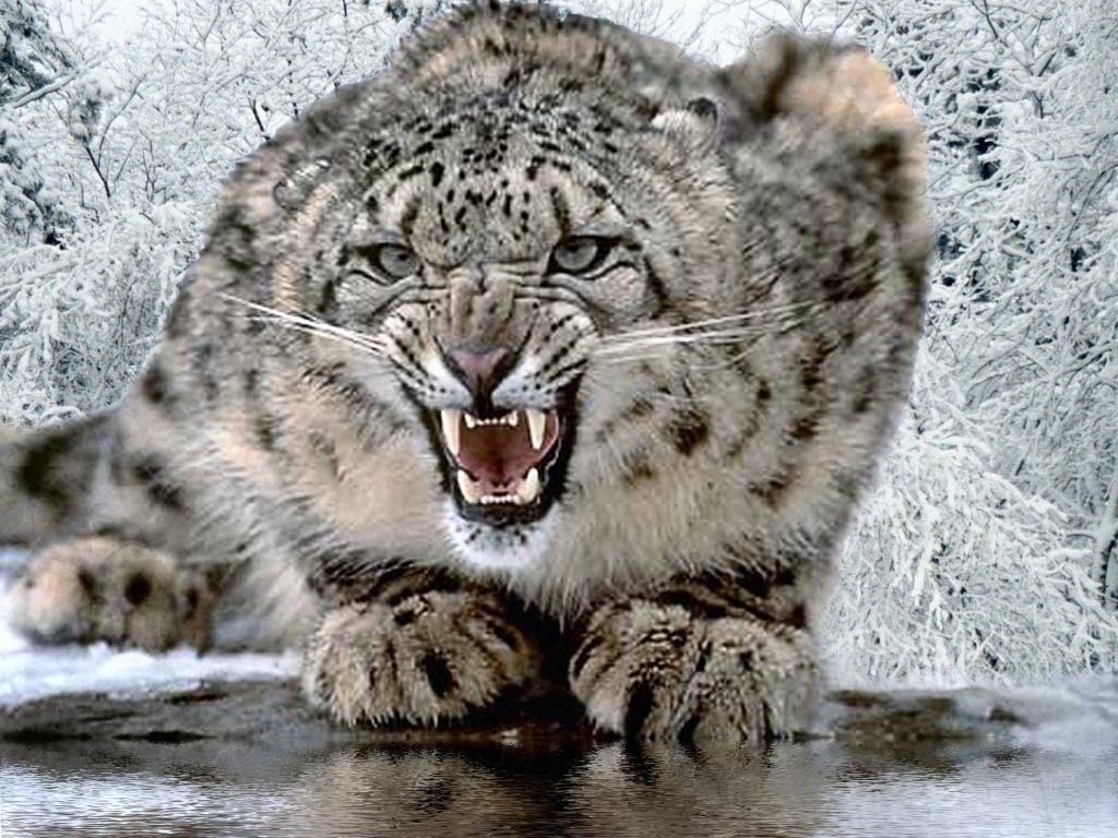 [snow-leopard1.jpg]
