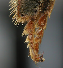 leg of a bee