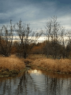 [nature+35.gif]